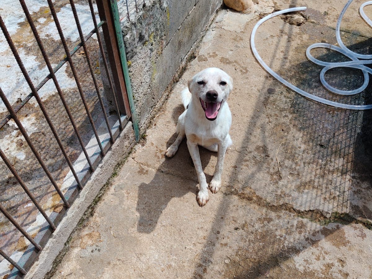 Adozione cane, maschio, Razza sconosciuta Razza sconosciuta, 1 anno e 2 mesi, taglia piccola, Vibo
