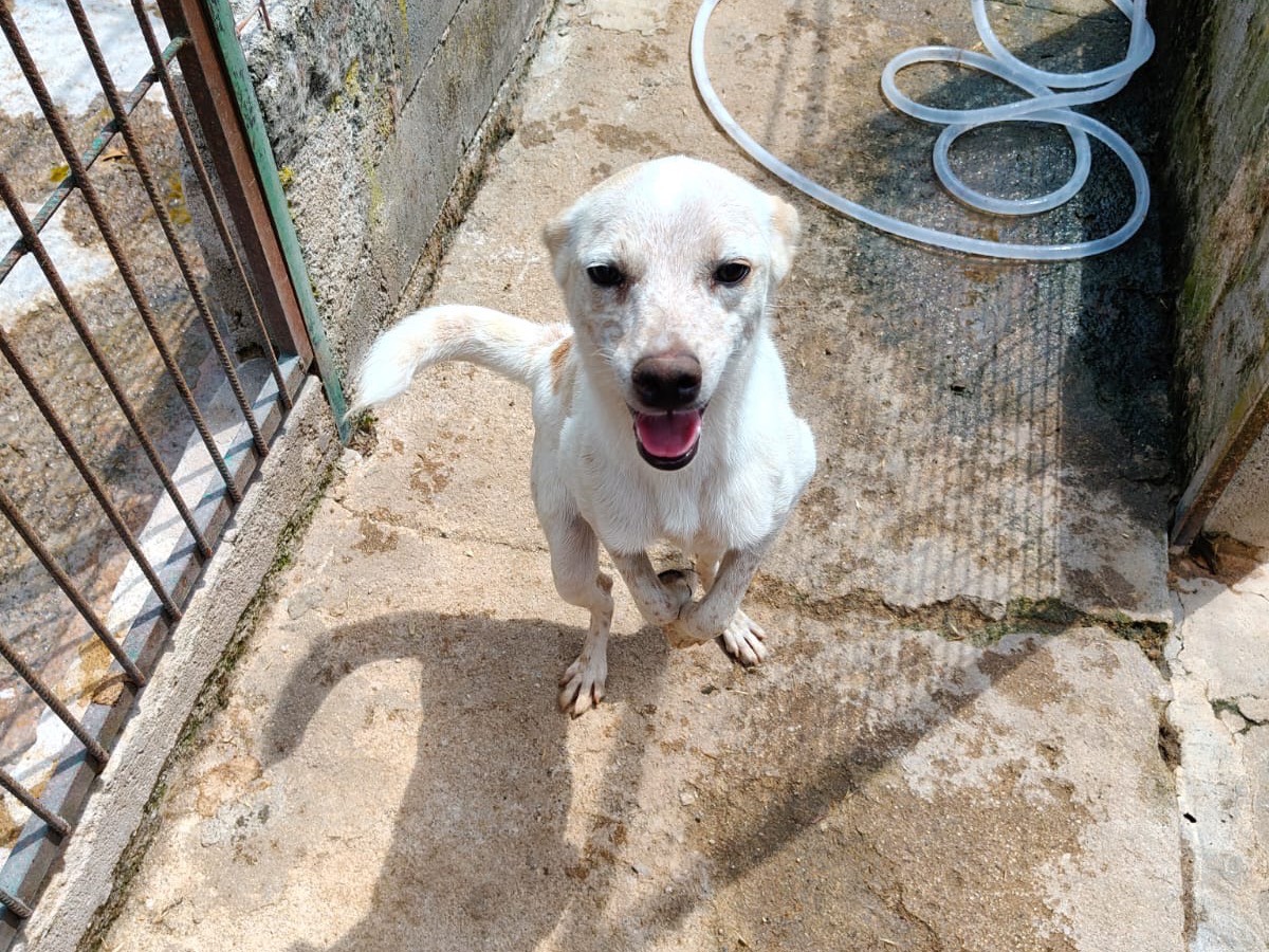 Adotta un cane, maschio, 1 anno e 2 mesi, Vibo