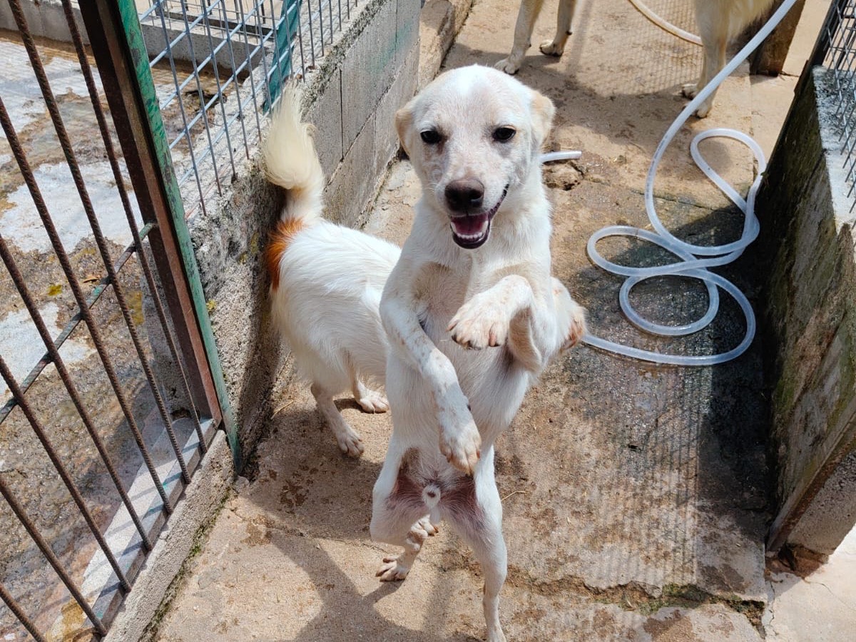 Adotta un cane, taglia piccola, maschio, Vibo