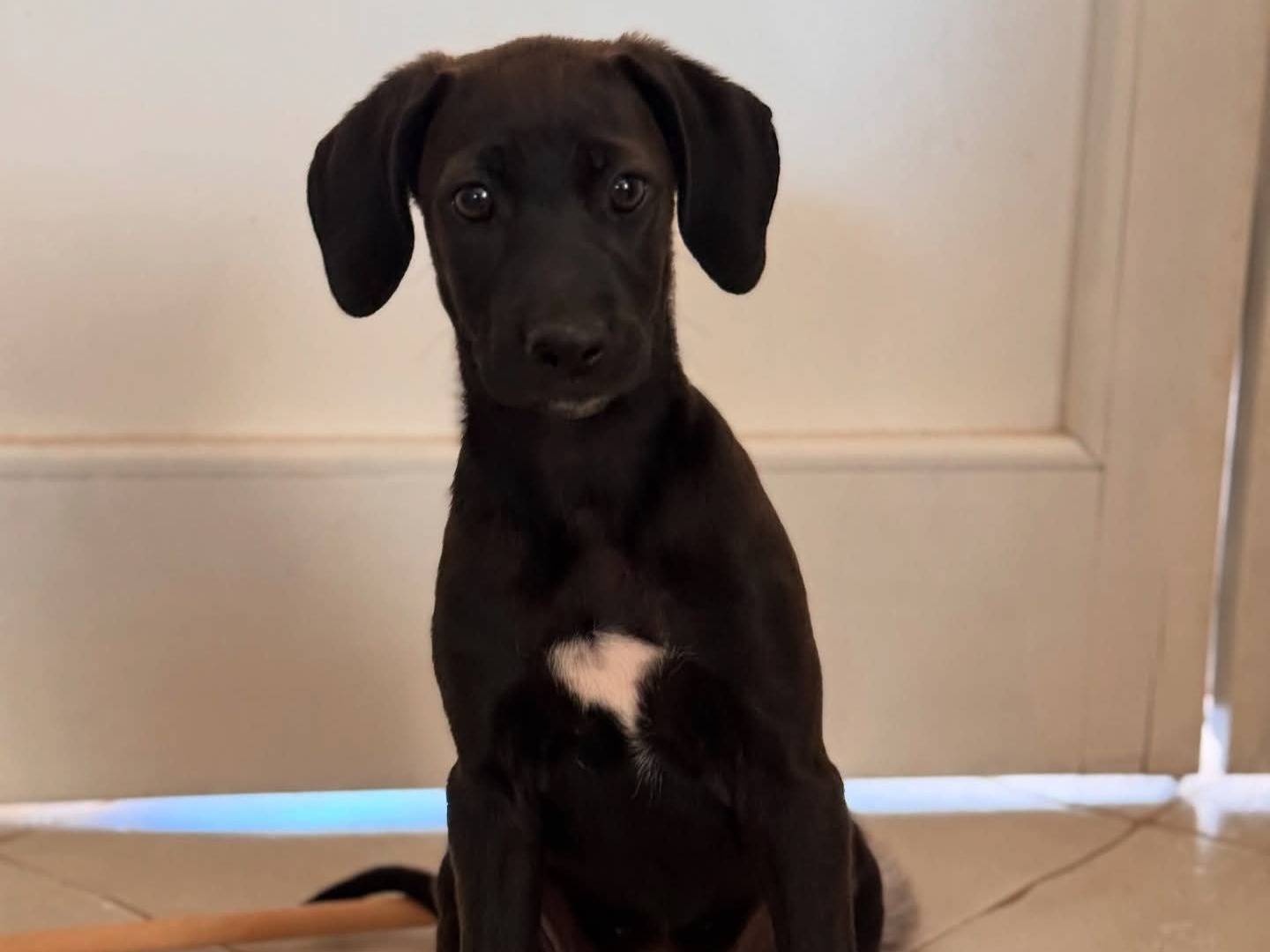 Adotta un cane, femmina, 4 mesi, Lecce