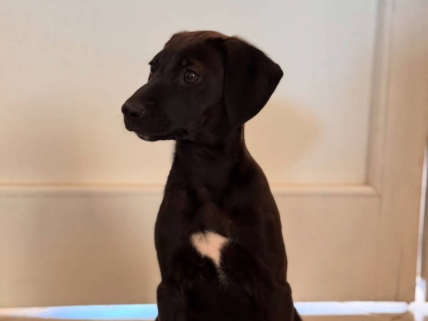 Adotta un cane, taglia media, femmina, Lecce