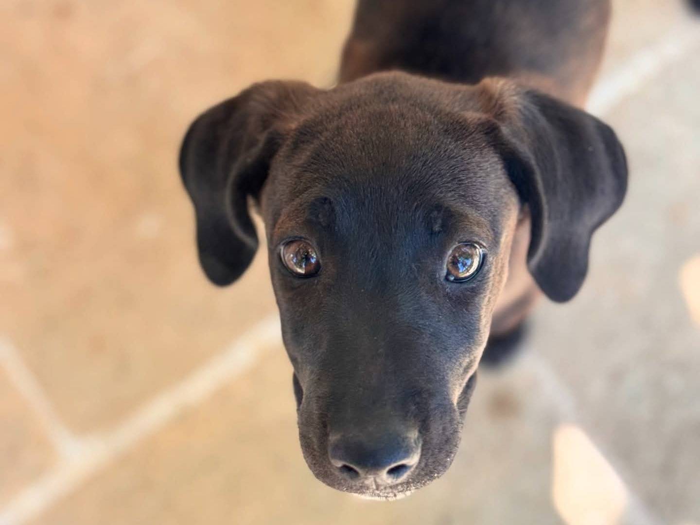 Vuoi adottare un cane a Lecce?