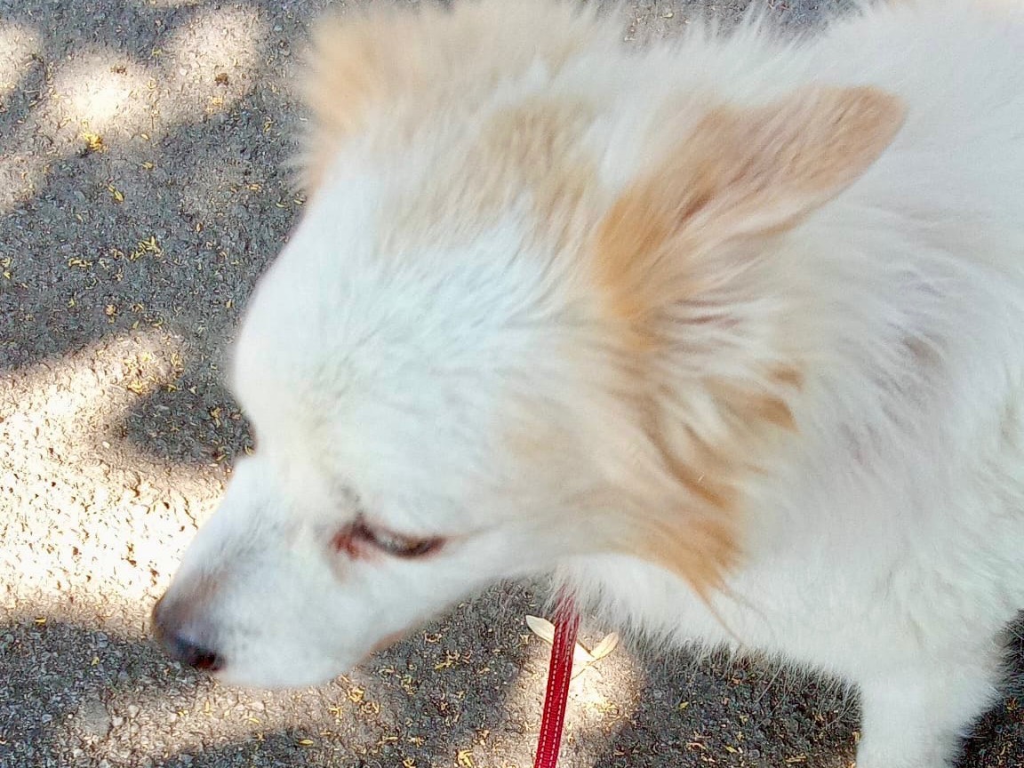 Vuoi adottare un cane a Monza?