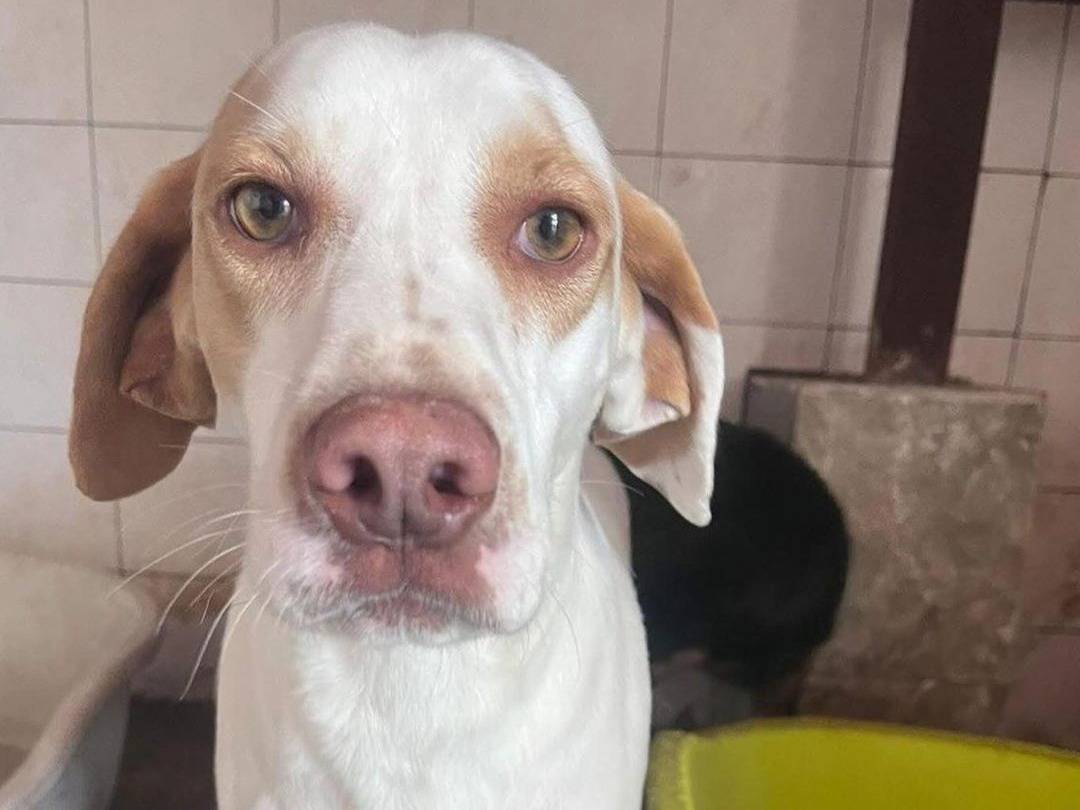 Adozione cane, maschio, Razza sconosciuta Razza sconosciuta, 6 anni, taglia media, Latina