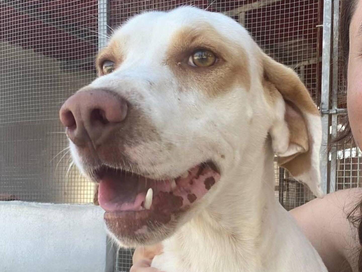 Adotta un cane, maschio, 6 anni, Latina