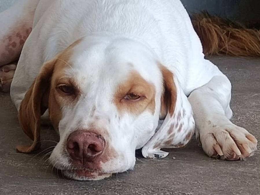 Adotta un cane, taglia media, maschio, Latina