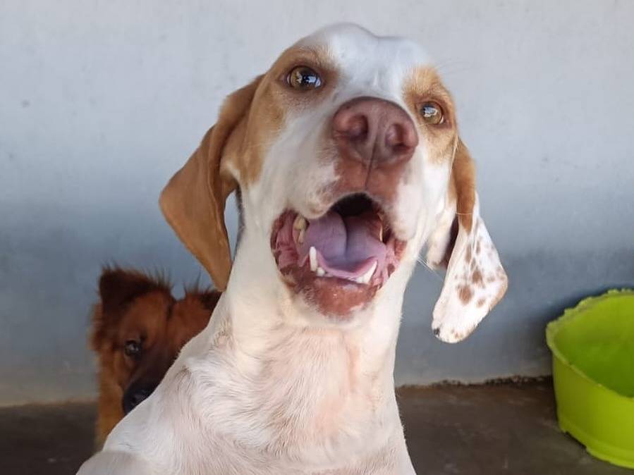 Vuoi adottare un cane a Latina?