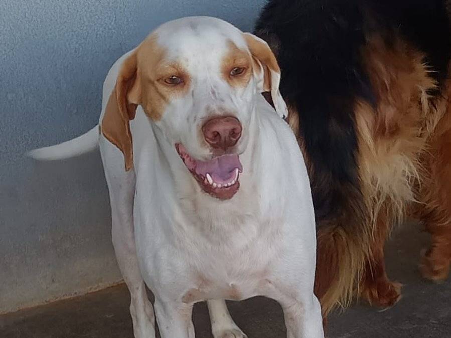 Adotta il cane Cappuccino a Latina