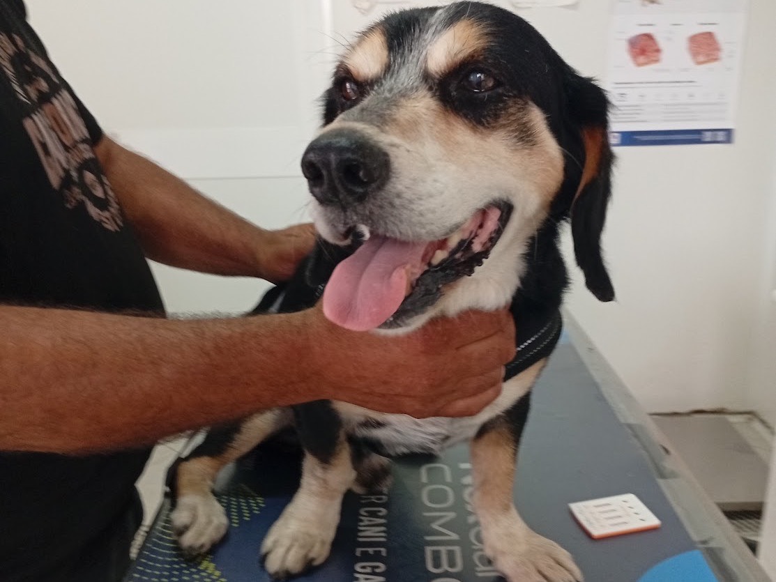 Foto dell'animale