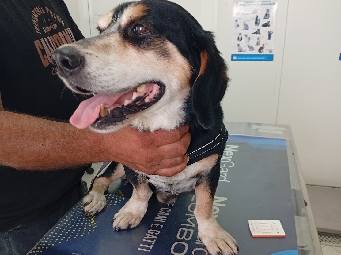 Adotta un cane, maschio, 7 anni  e 4 mesi , Crotone