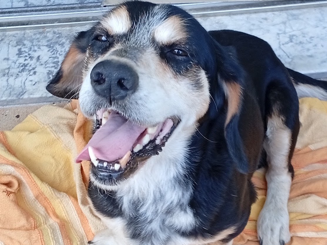 Adotta un cane, taglia media contenuta, maschio, Crotone