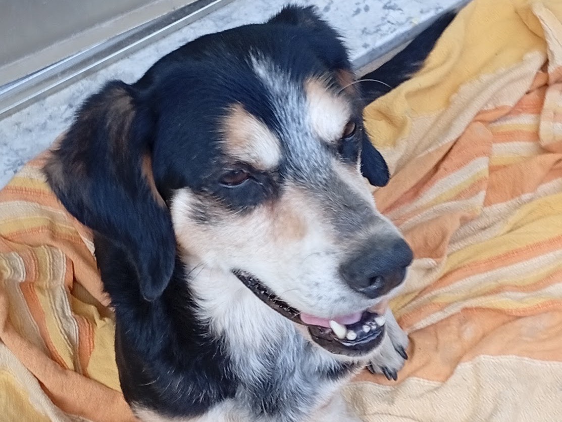 Vuoi adottare un cane a Crotone?