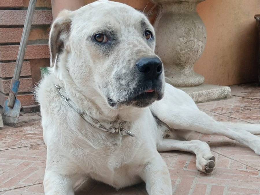Adozione cane, maschio, Razza sconosciuta Razza sconosciuta, 3 anni e 1 mese, taglia grande, Milano
