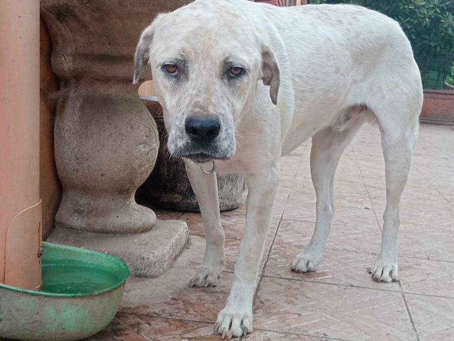 Adotta un cane, maschio, 3 anni e 1 mese, Milano