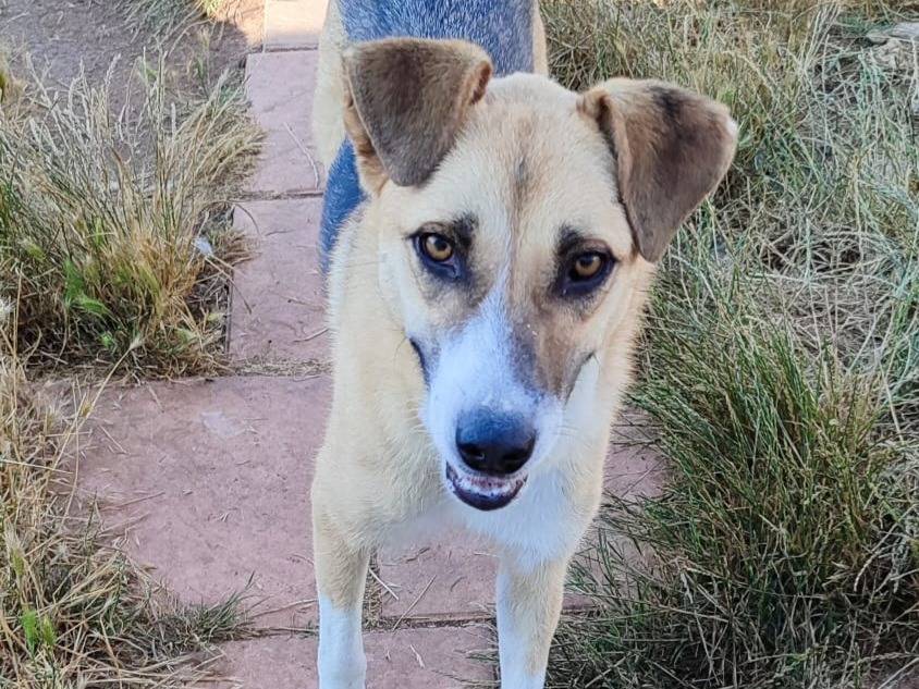 Adotta un cane, femmina, 11 mesi, Firenze