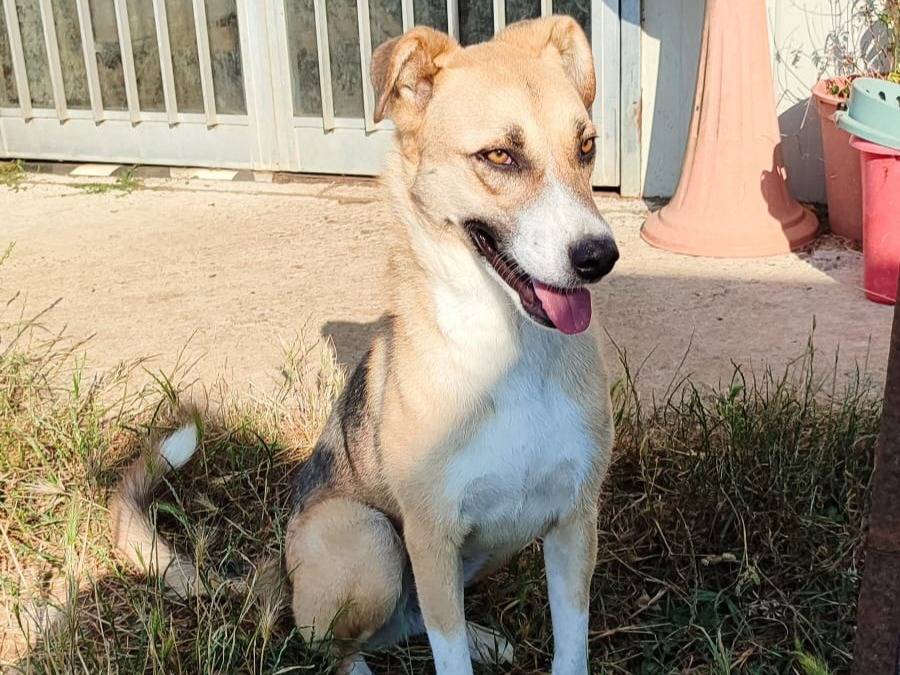 Adotta il cane UNA FAMIGLIA PER MIRTA a Firenze