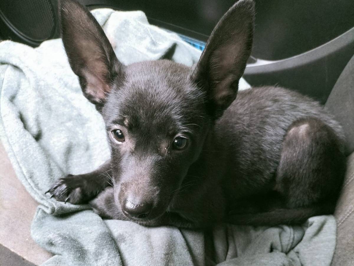 Adozione cane, femmina, Razza sconosciuta Razza sconosciuta, 2 mesi, taglia media, Varese