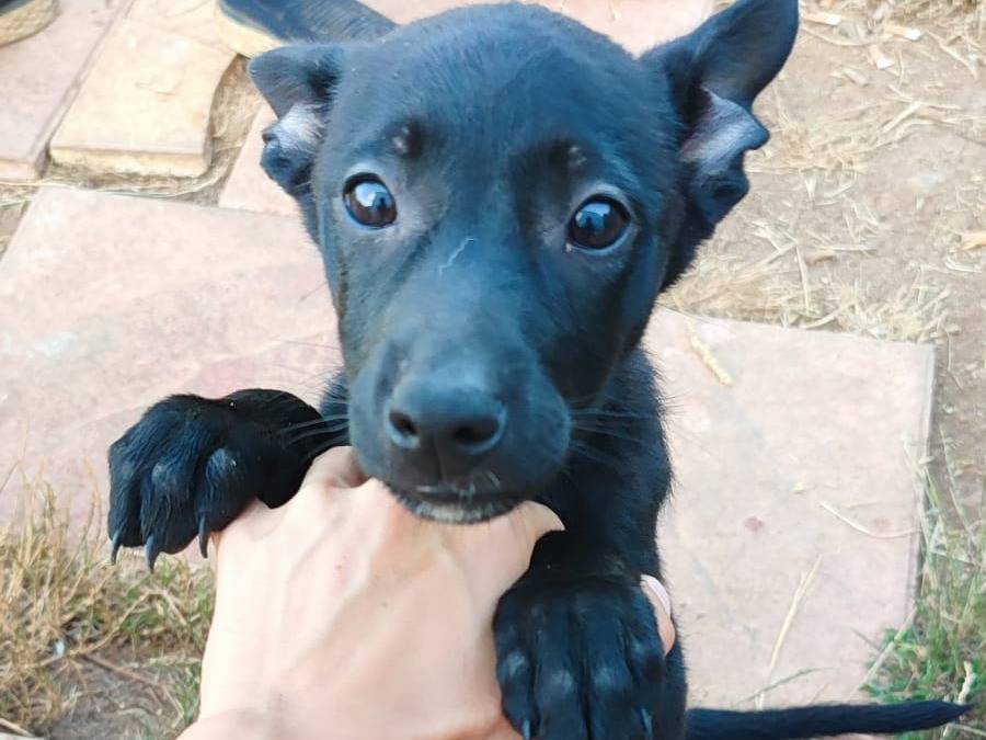 Adotta un cane, femmina, 2 mesi, Varese