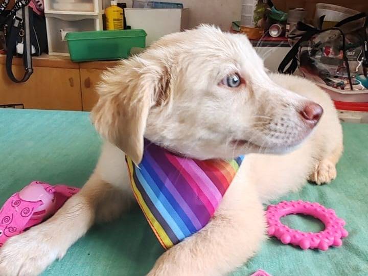 Adotta un cane, taglia media, femmina, Bari