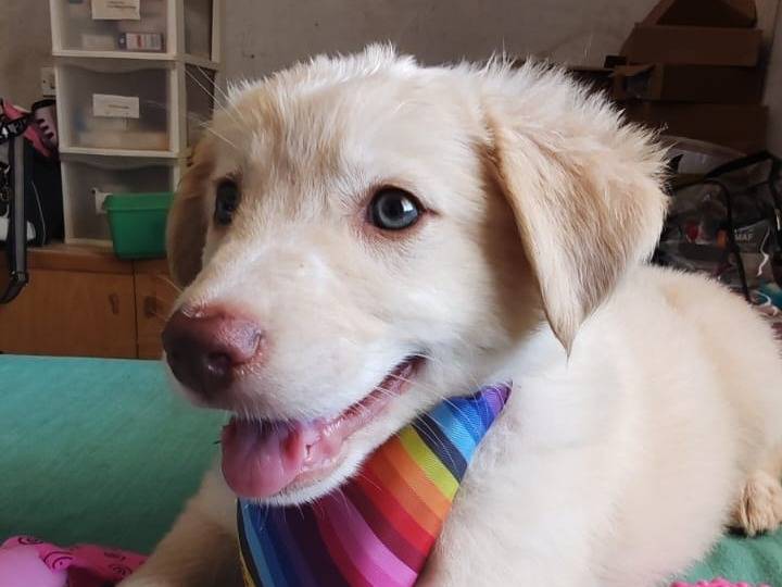 Adotta il cane Frisa a Bari