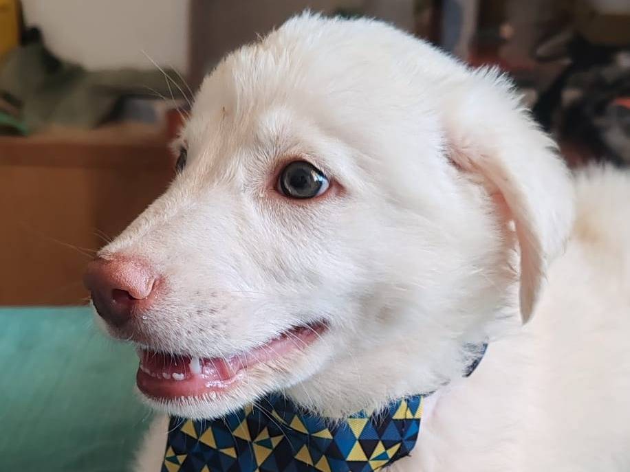Vuoi adottare un cane a Bari?