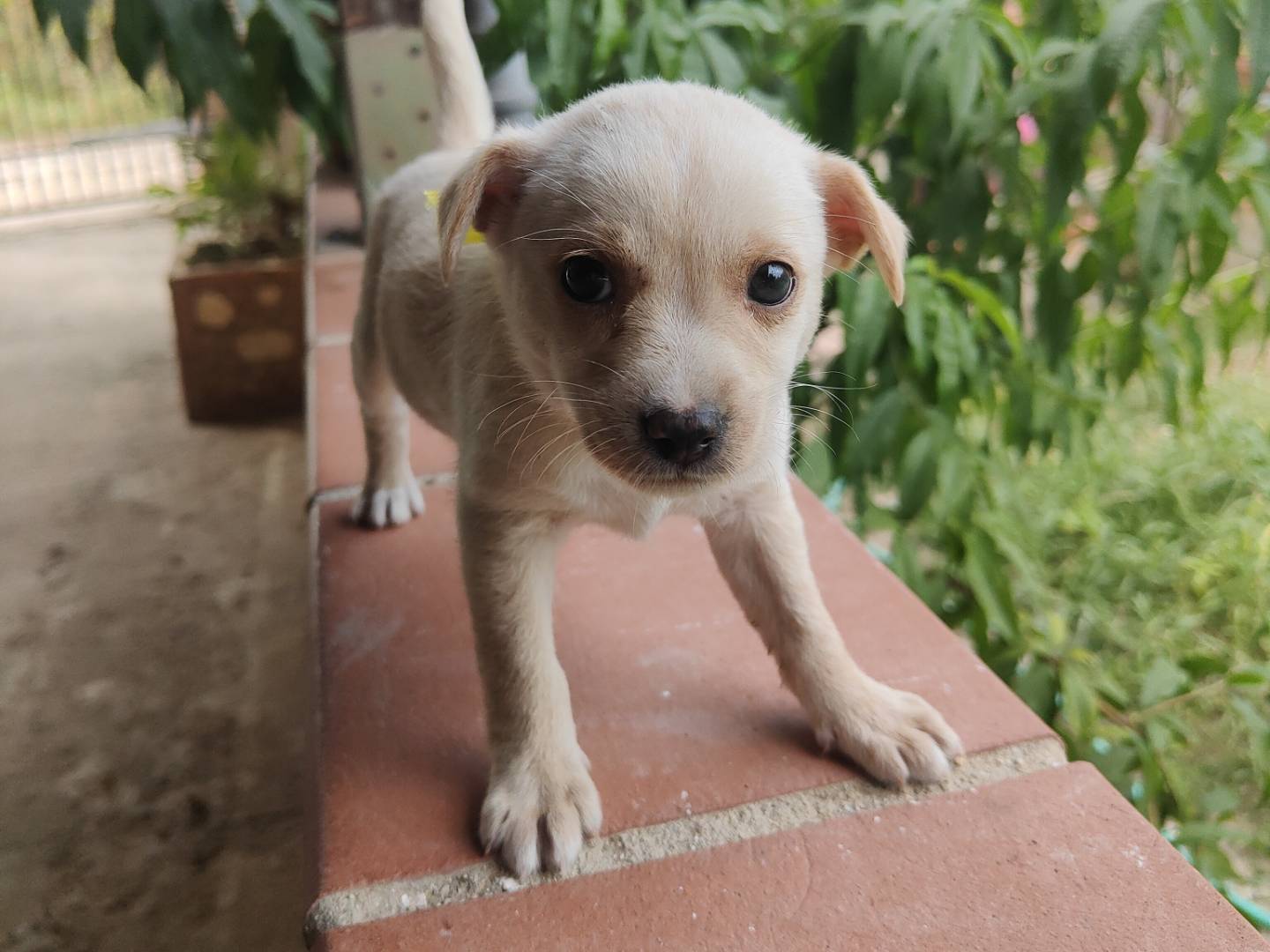 Foto dell'animale