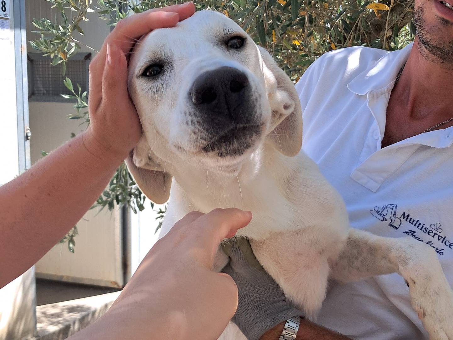 Adotta il cane Tommy a Agrigento