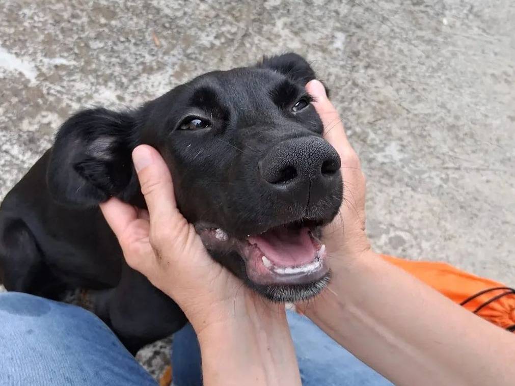 Adotta un cane, maschio, 5 mesi, Agrigento
