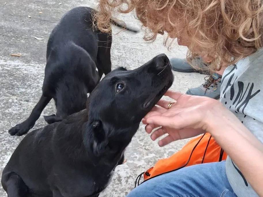 Adotta un cane, taglia media, maschio, Agrigento
