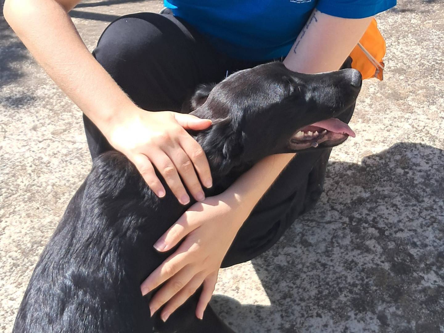 Vuoi adottare un cane a Agrigento?