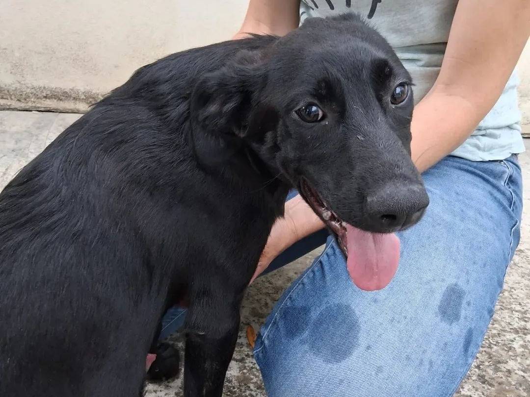 Adotta il cane Profondo  a Agrigento
