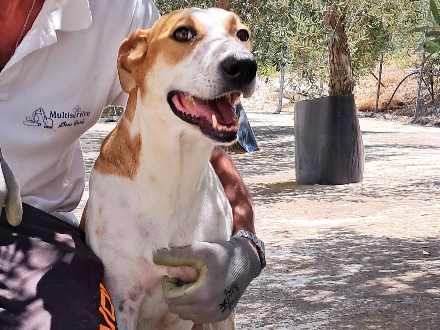 Foto dell'animale