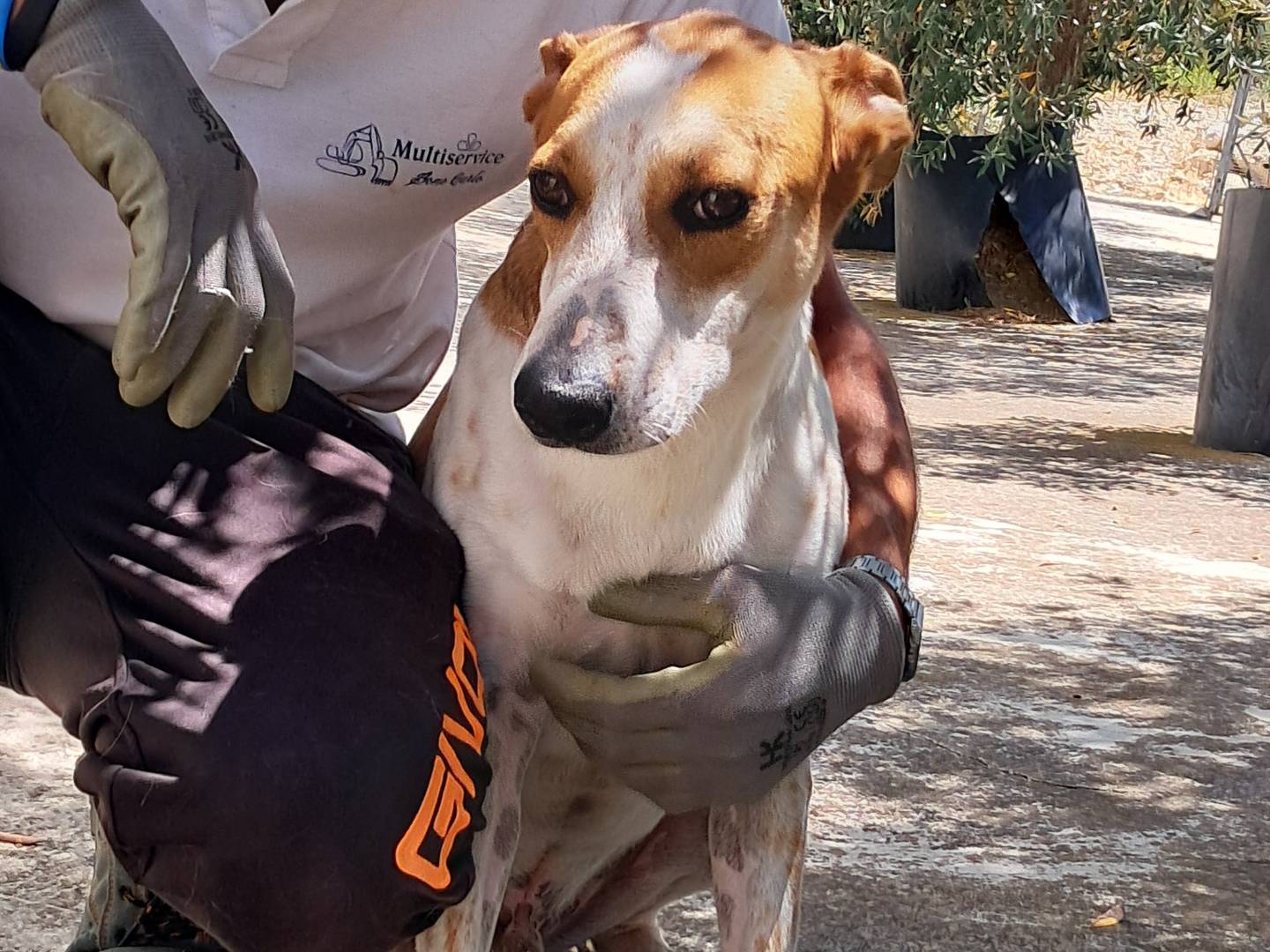 Adotta un cane, maschio, 4 anni  e 3 mesi , Agrigento