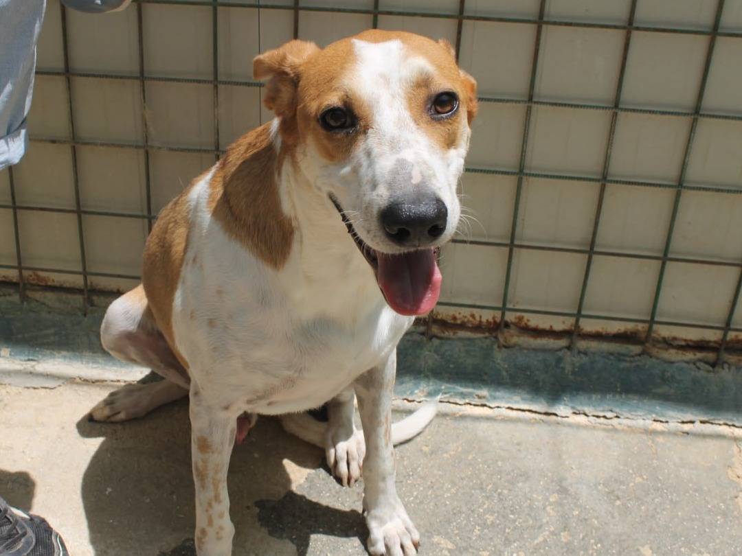 Adotta un cane, taglia media, maschio, Agrigento