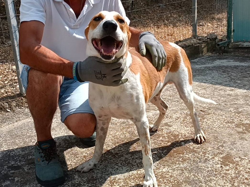 Vuoi adottare un cane a Agrigento?
