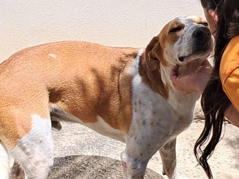 Adotta il cane Fano a Agrigento