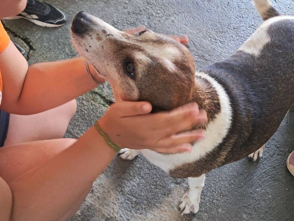 Adotta un cane, maschio, 6 anni  e 2 mesi , Agrigento