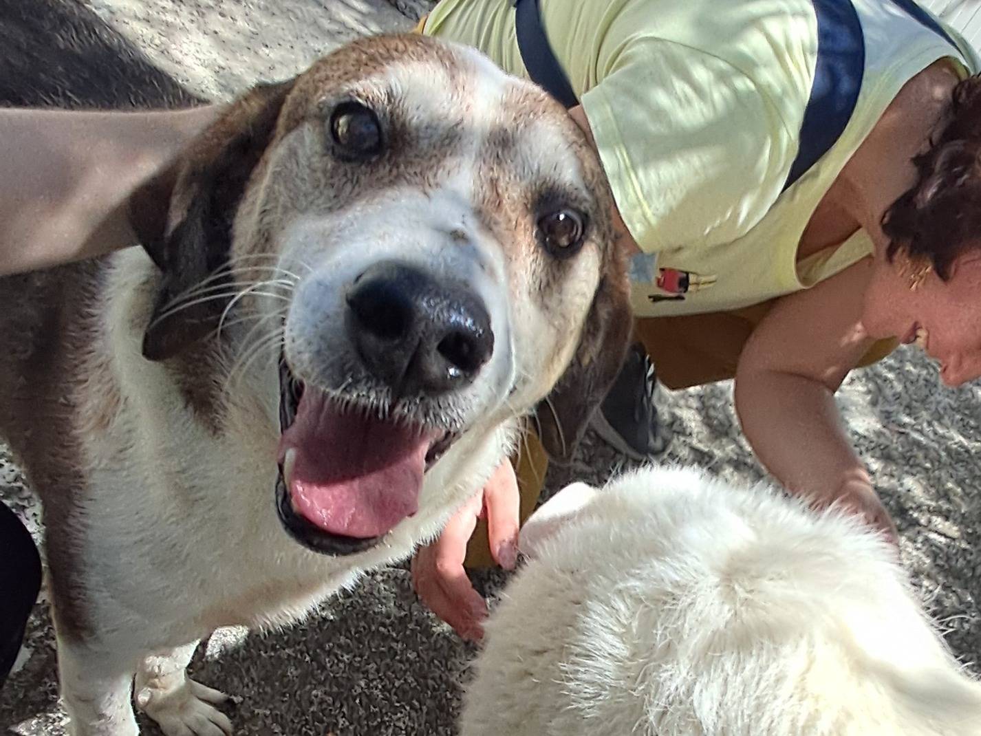 Adotta un cane, taglia media, maschio, Agrigento