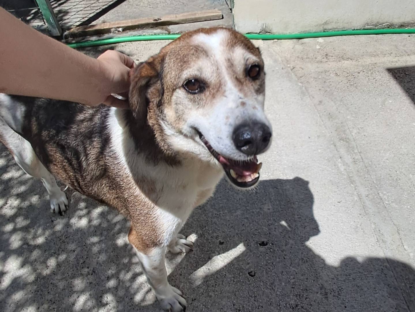 Vuoi adottare un cane a Agrigento?