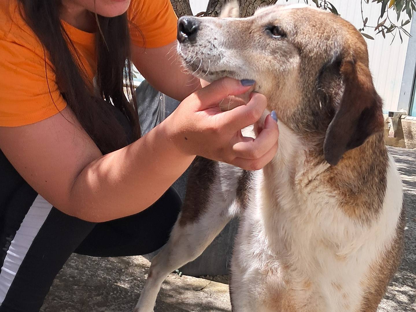 Adotta il cane Dalero a Agrigento