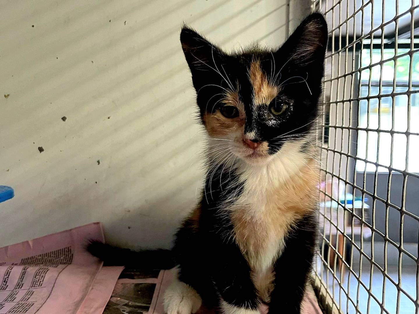 Adotta un gatto, femmina, 1 mesi, Milano