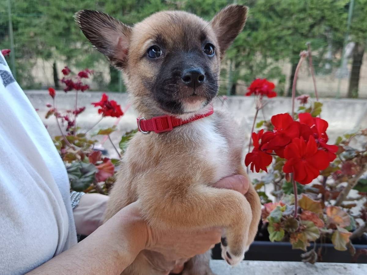 Adotta un cane, femmina, 1 mesi, Bari