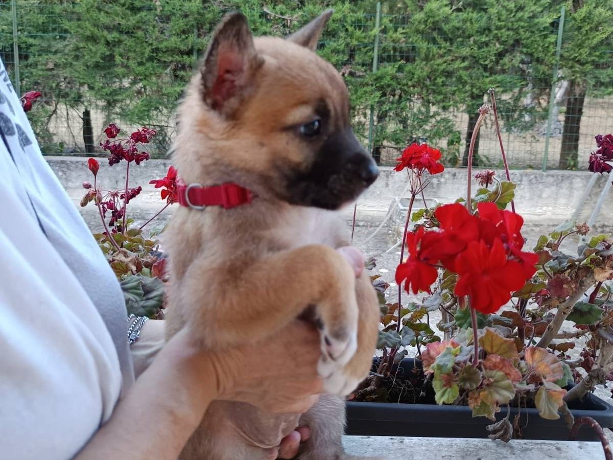 Adotta un cane, taglia piccola, femmina, Bari