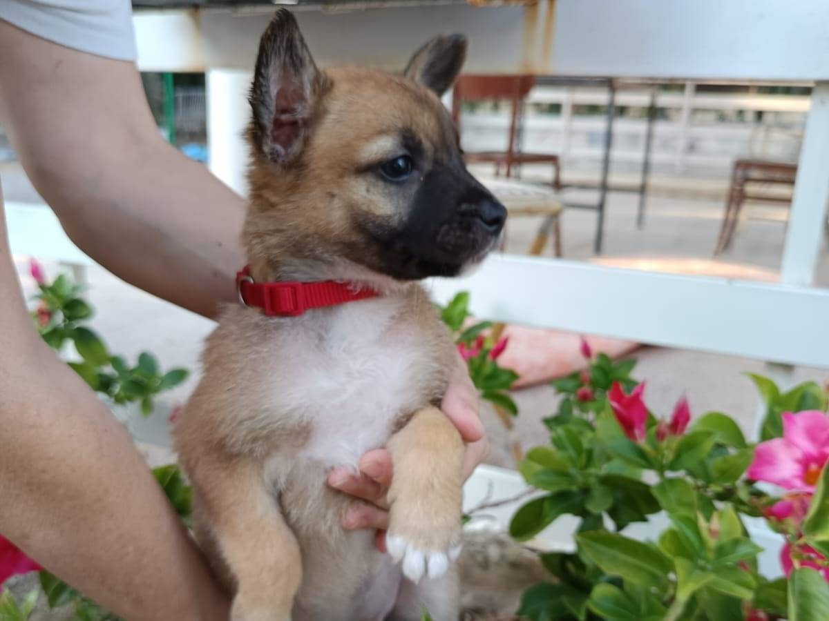 Vuoi adottare un cane a Bari?