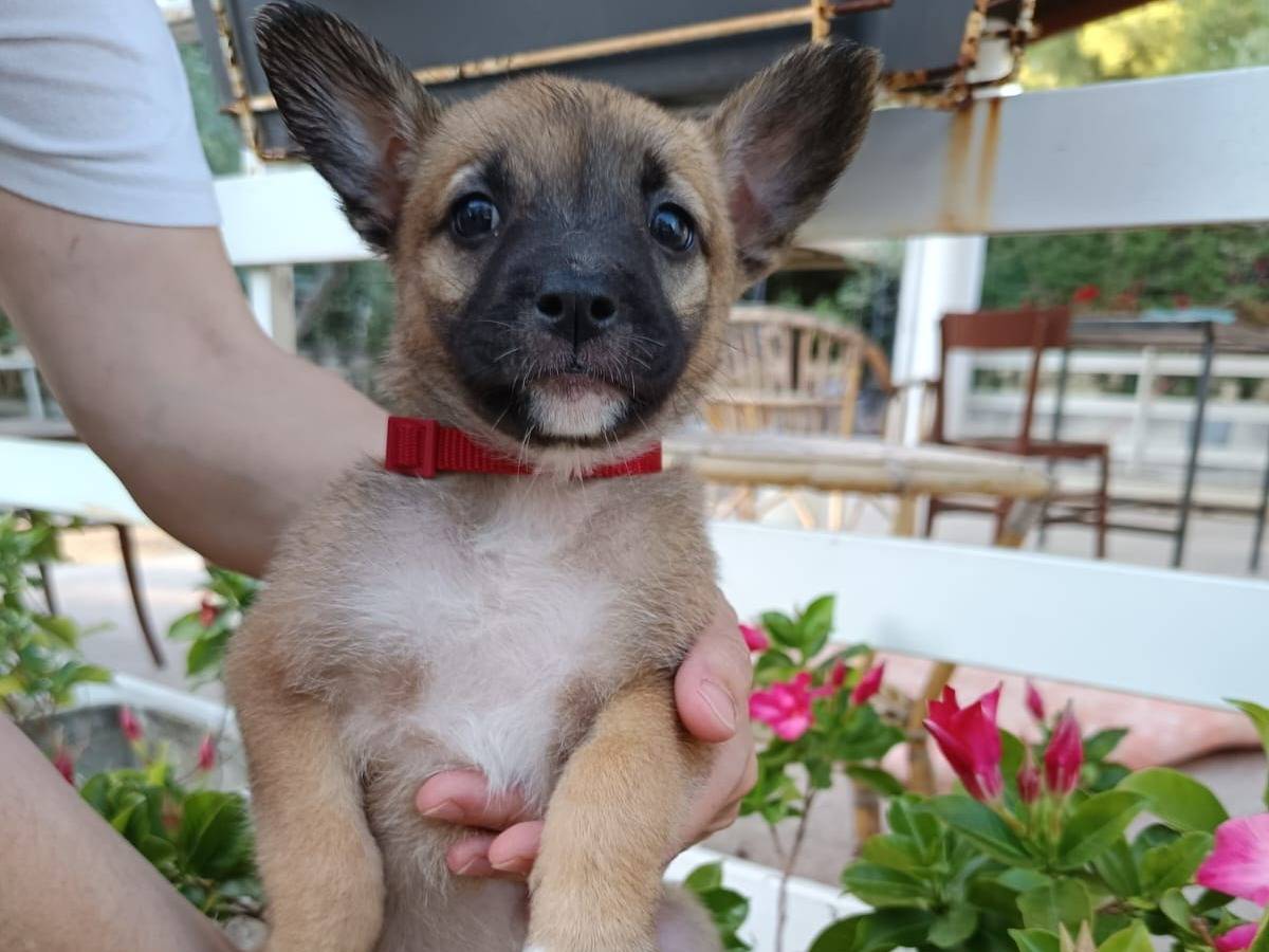 Adotta il cane Fanta frizzantina a Bari