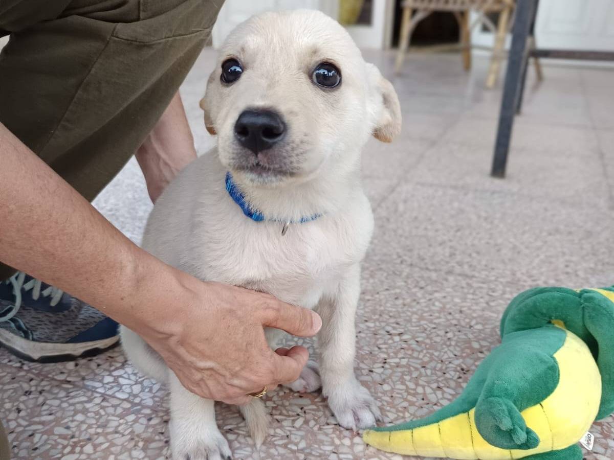 Adotta un cane, maschio, 2 mesi, Bari