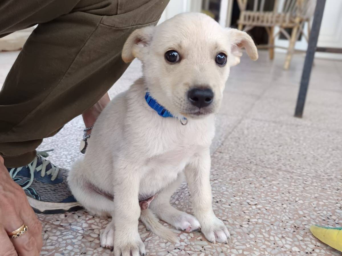 Adotta un cane, taglia media contenuta, maschio, Bari