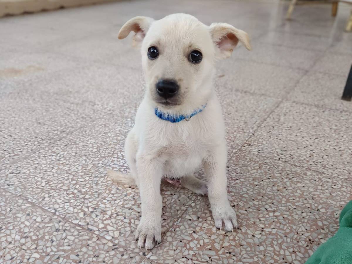 Vuoi adottare un cane a Bari?