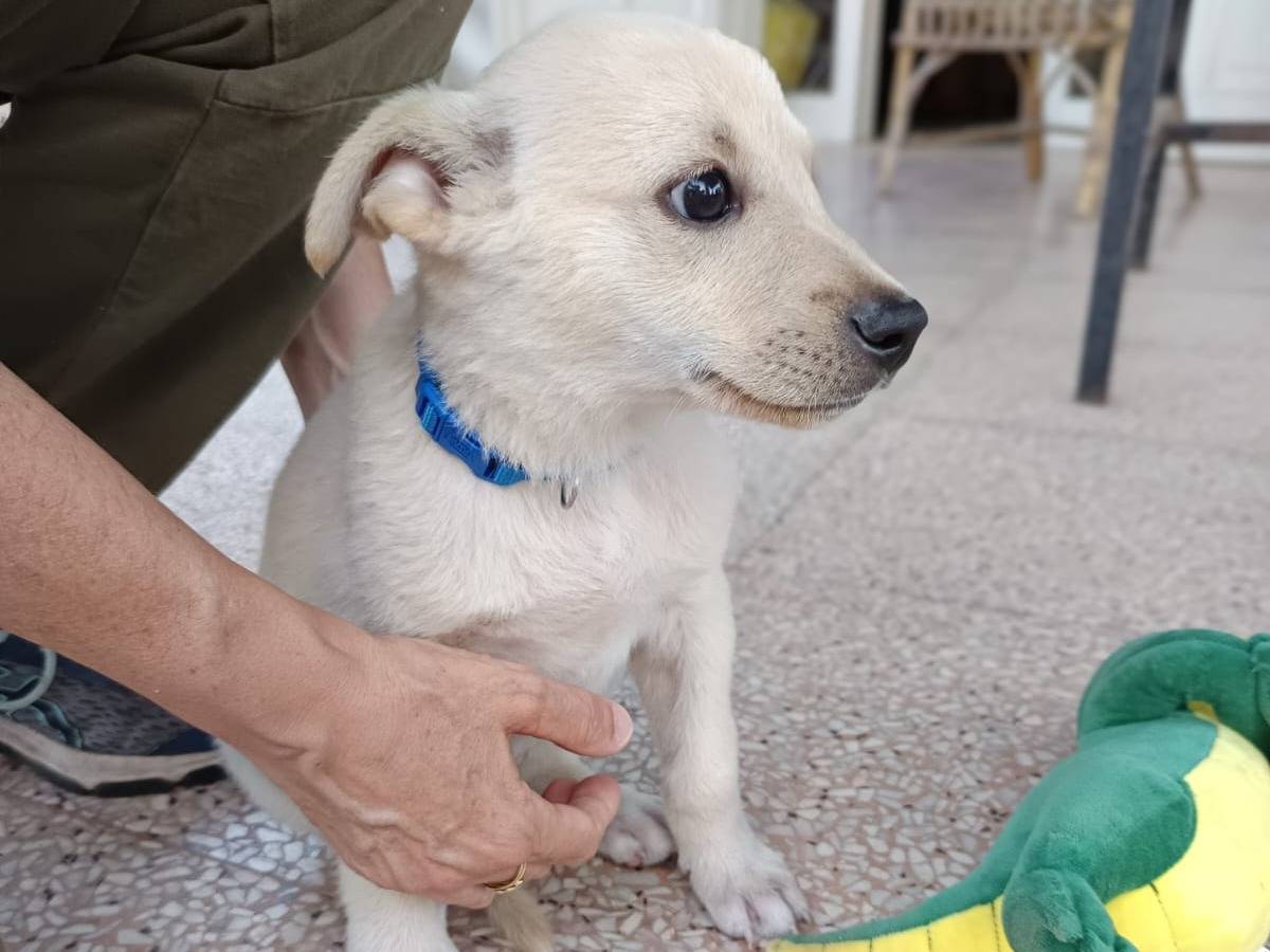 Adotta il cane Seltz a Bari