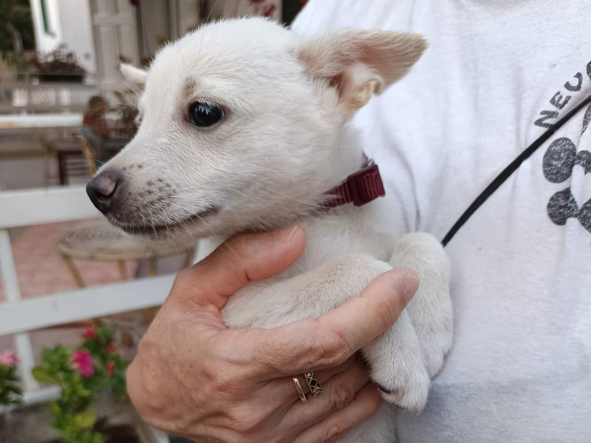 Adotta un cane, femmina, 2 mesi, Bari